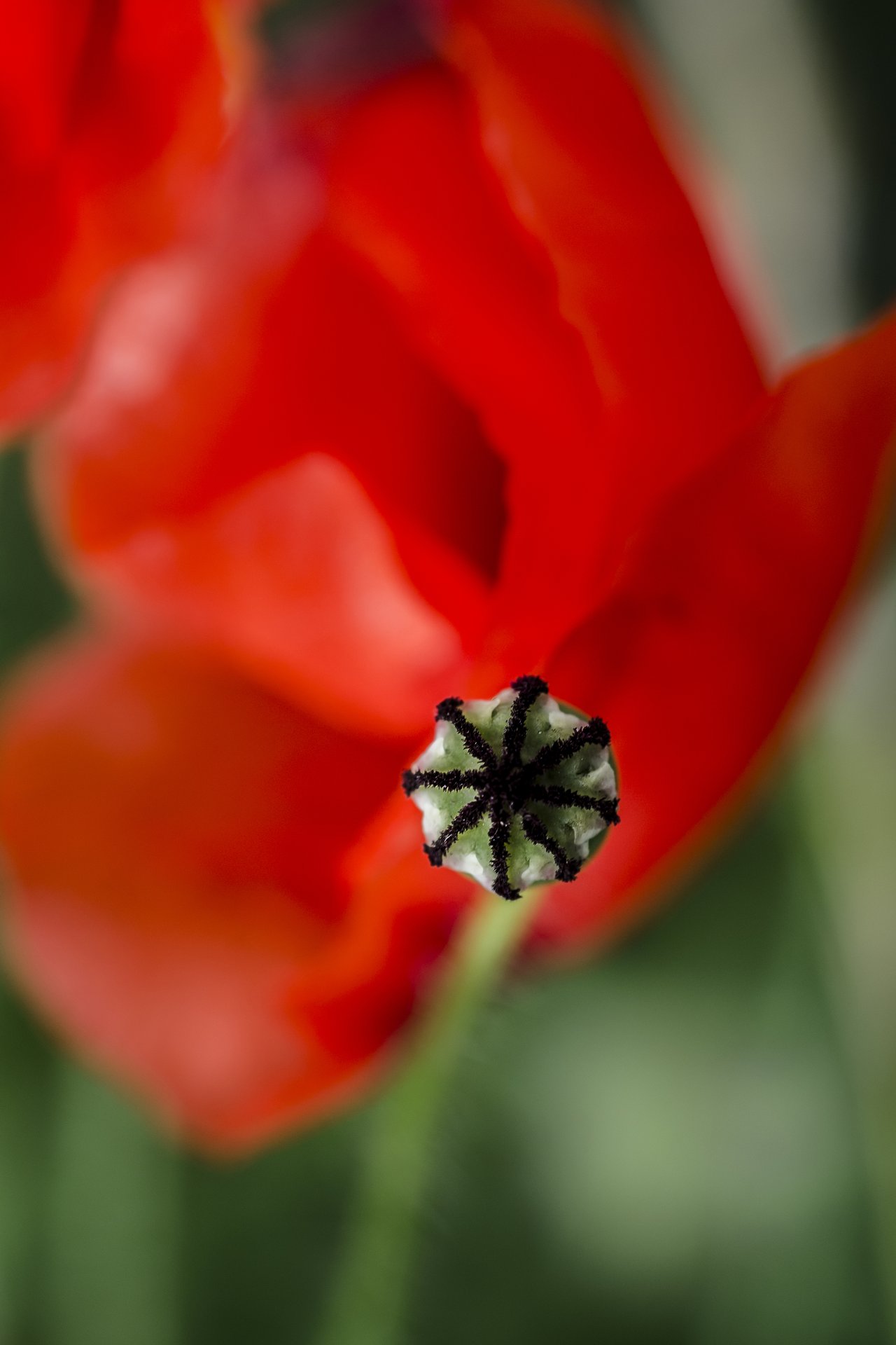 close photography by Joanna Potepa