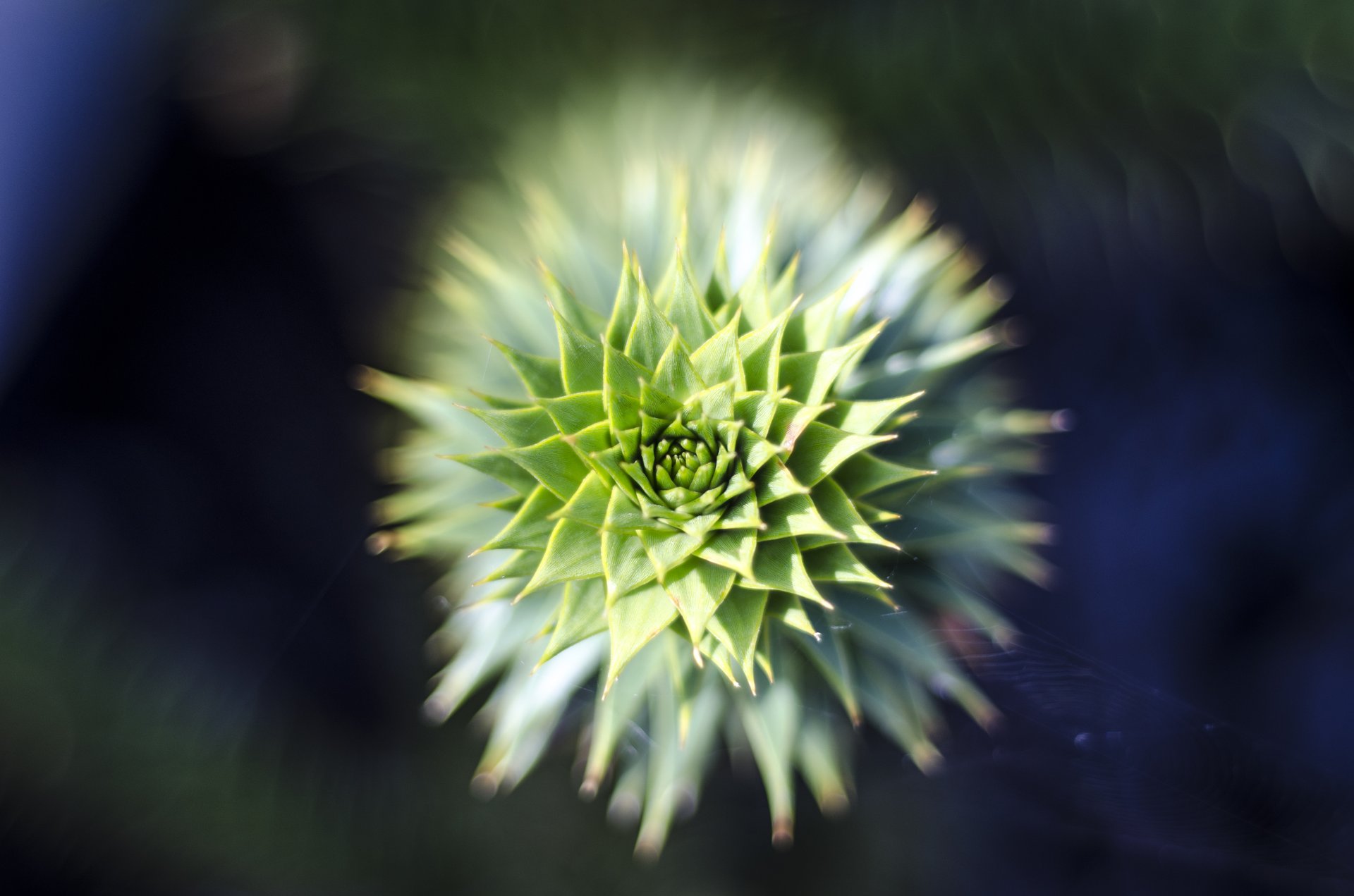 close photography by Joanna Potepa