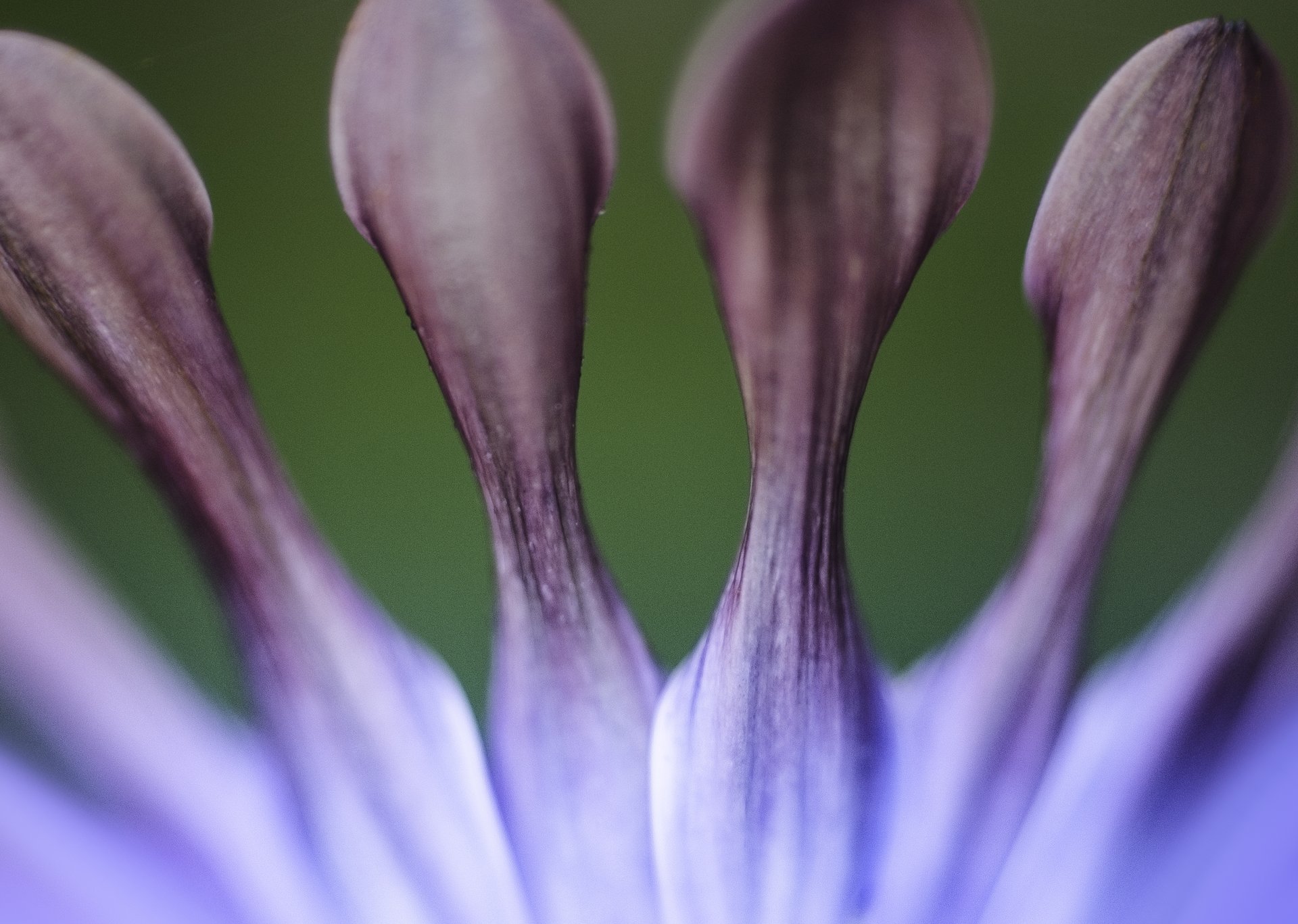 close photography by Joanna Potepa