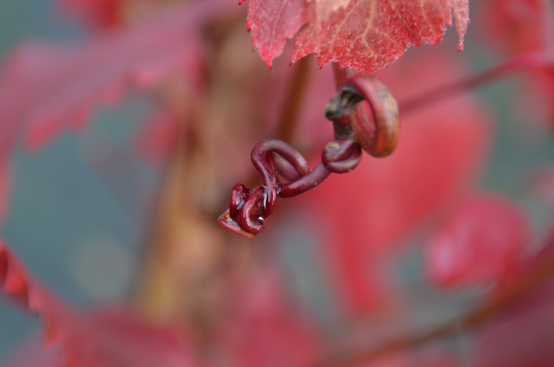 close photography by Joanna Potepa