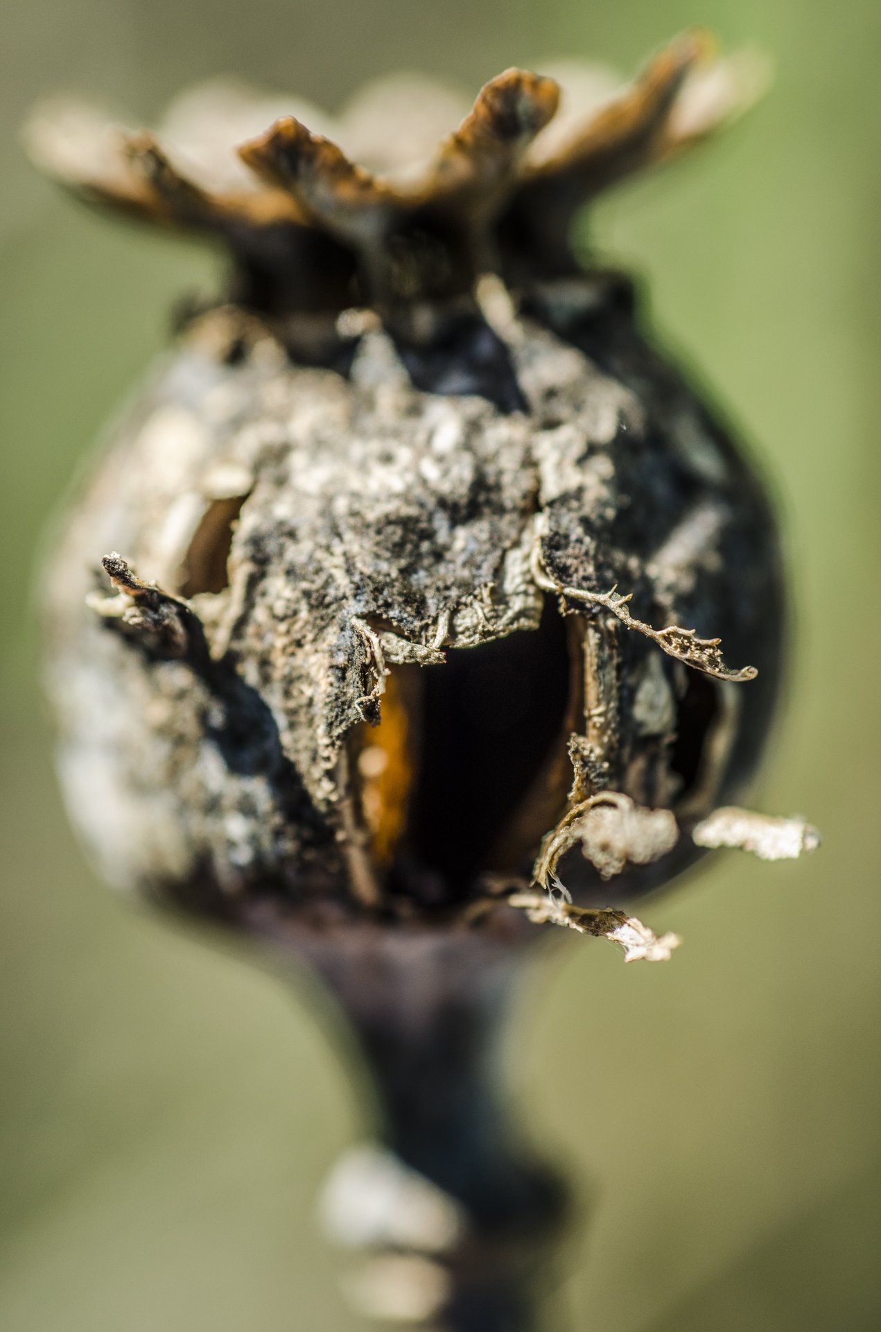 close photography by Joanna Potepa