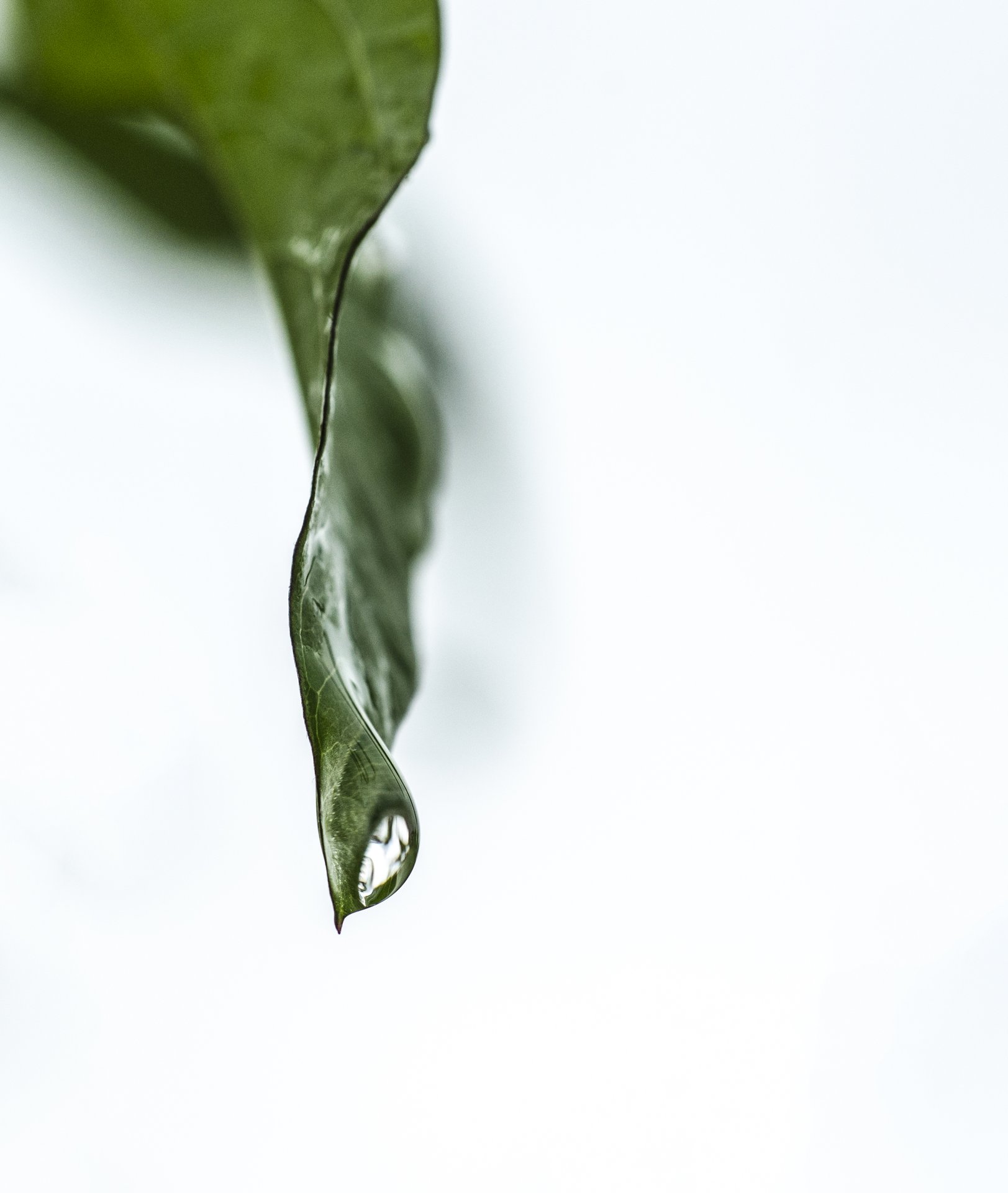 close photography by Joanna Potepa