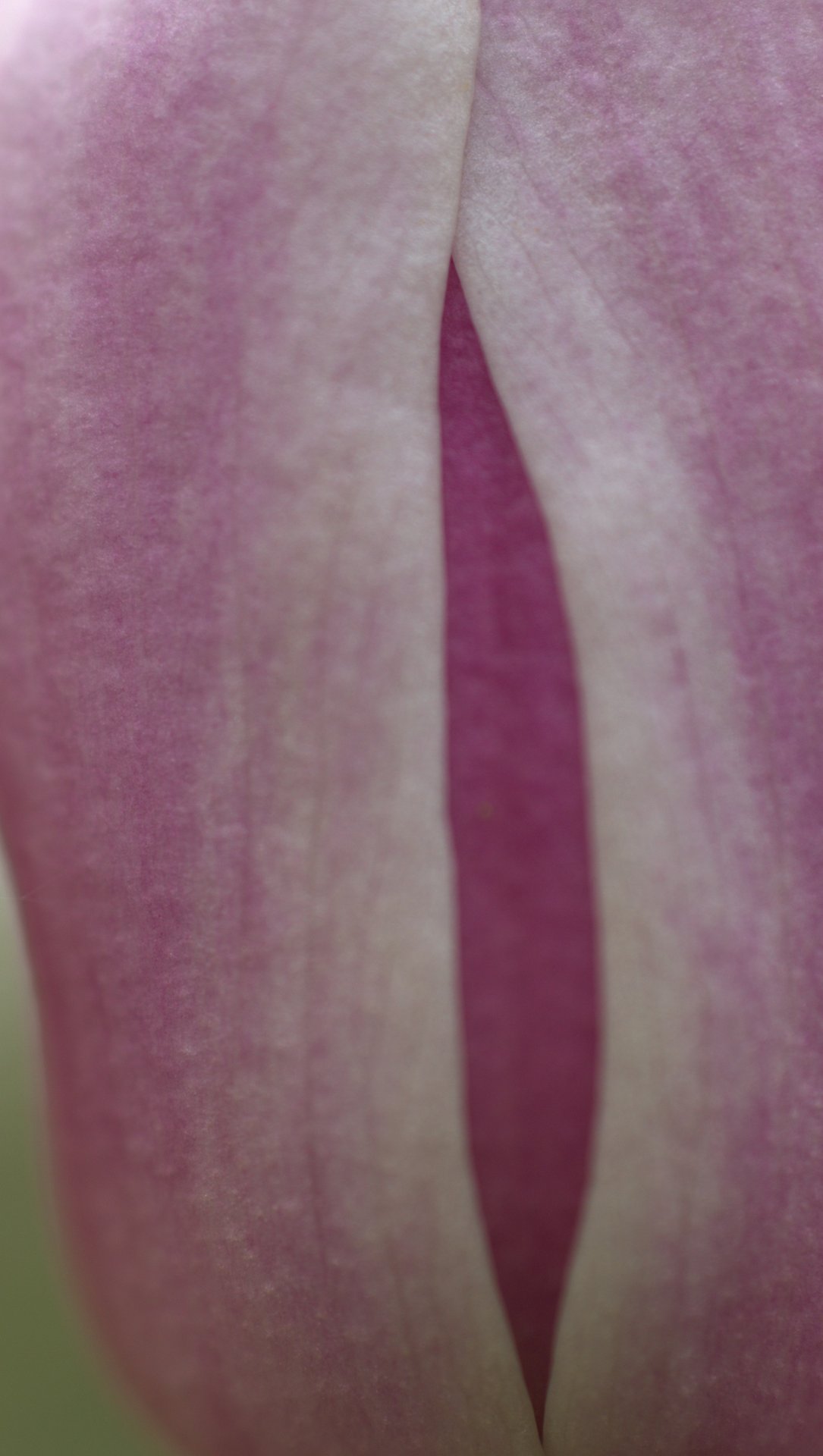 close photography by Joanna Potepa