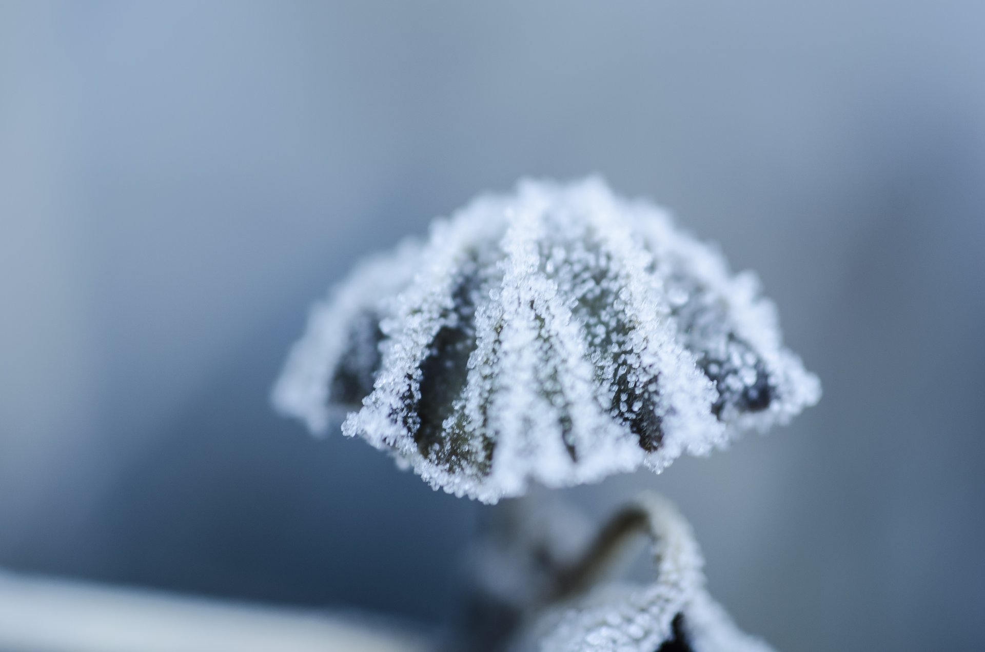 close photography by Joanna Potepa