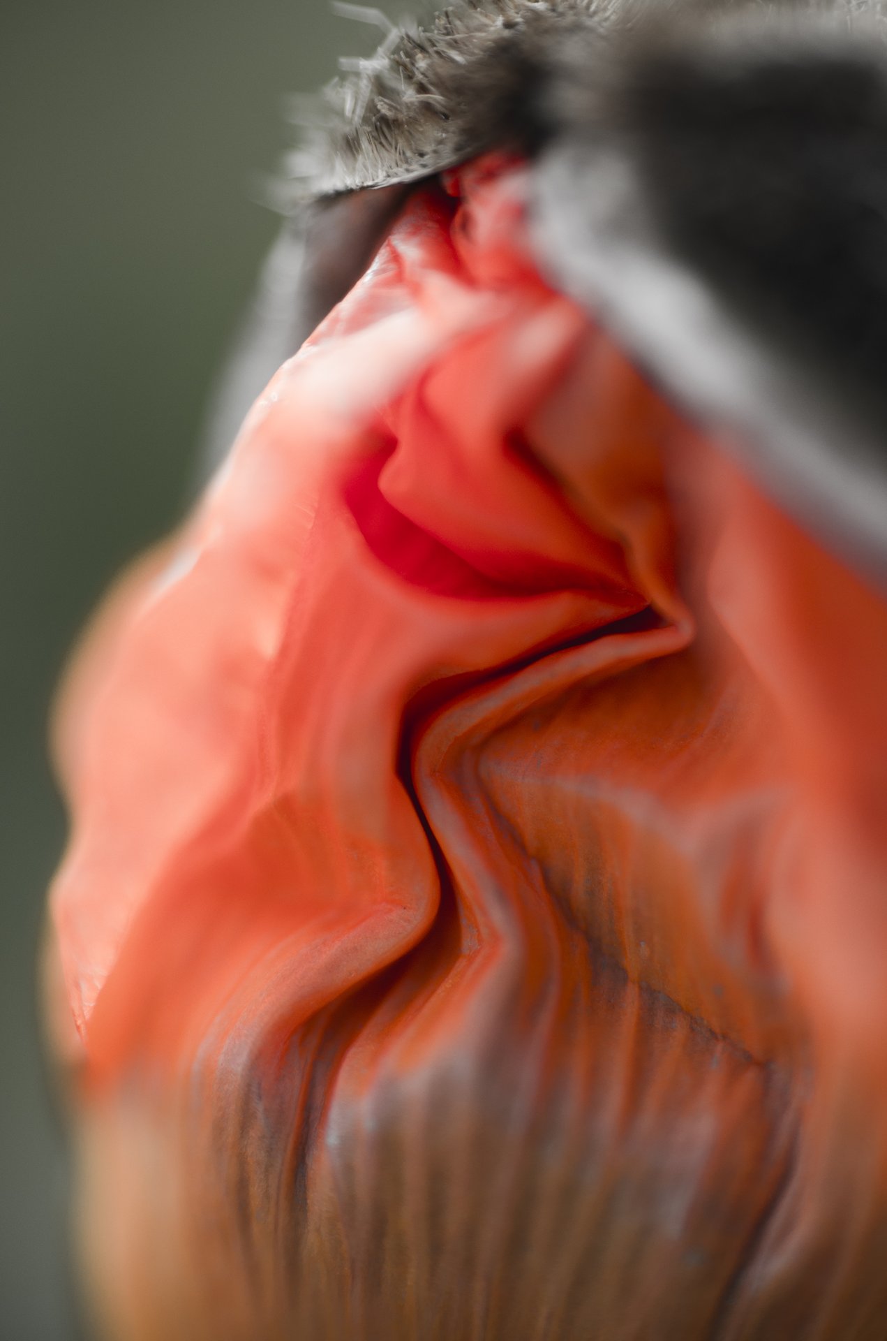close photography by Joanna Potepa