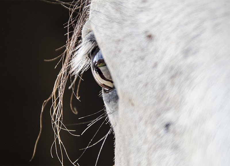 close photography by Joanna Potepa