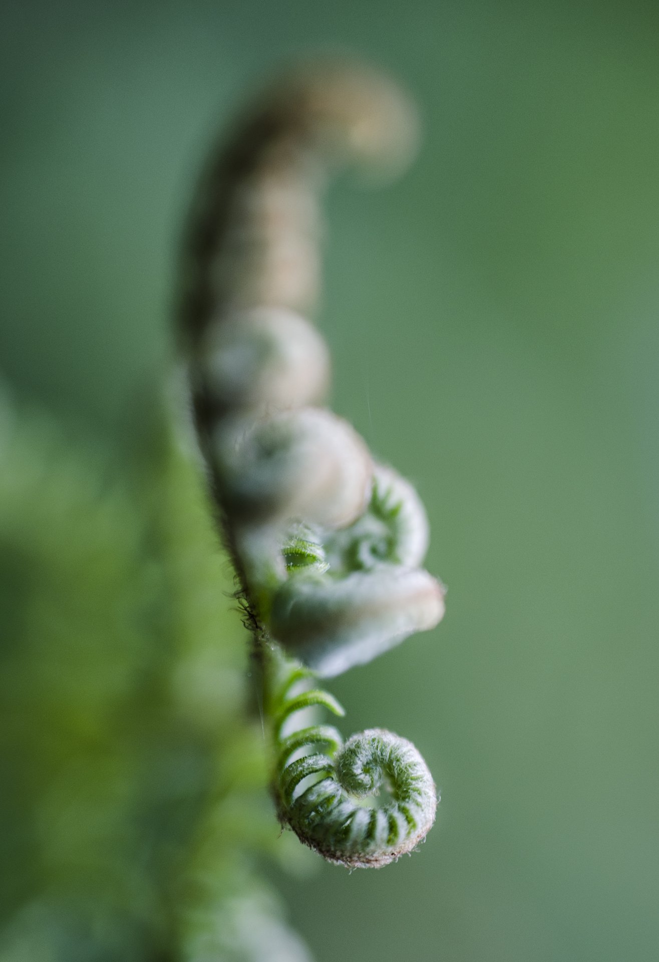 close photography by Joanna Potepa