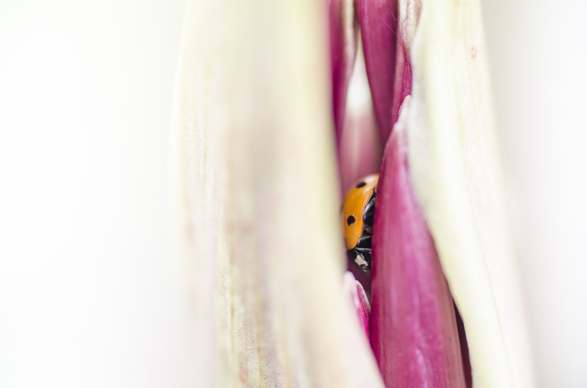 close photography by Joanna Potepa