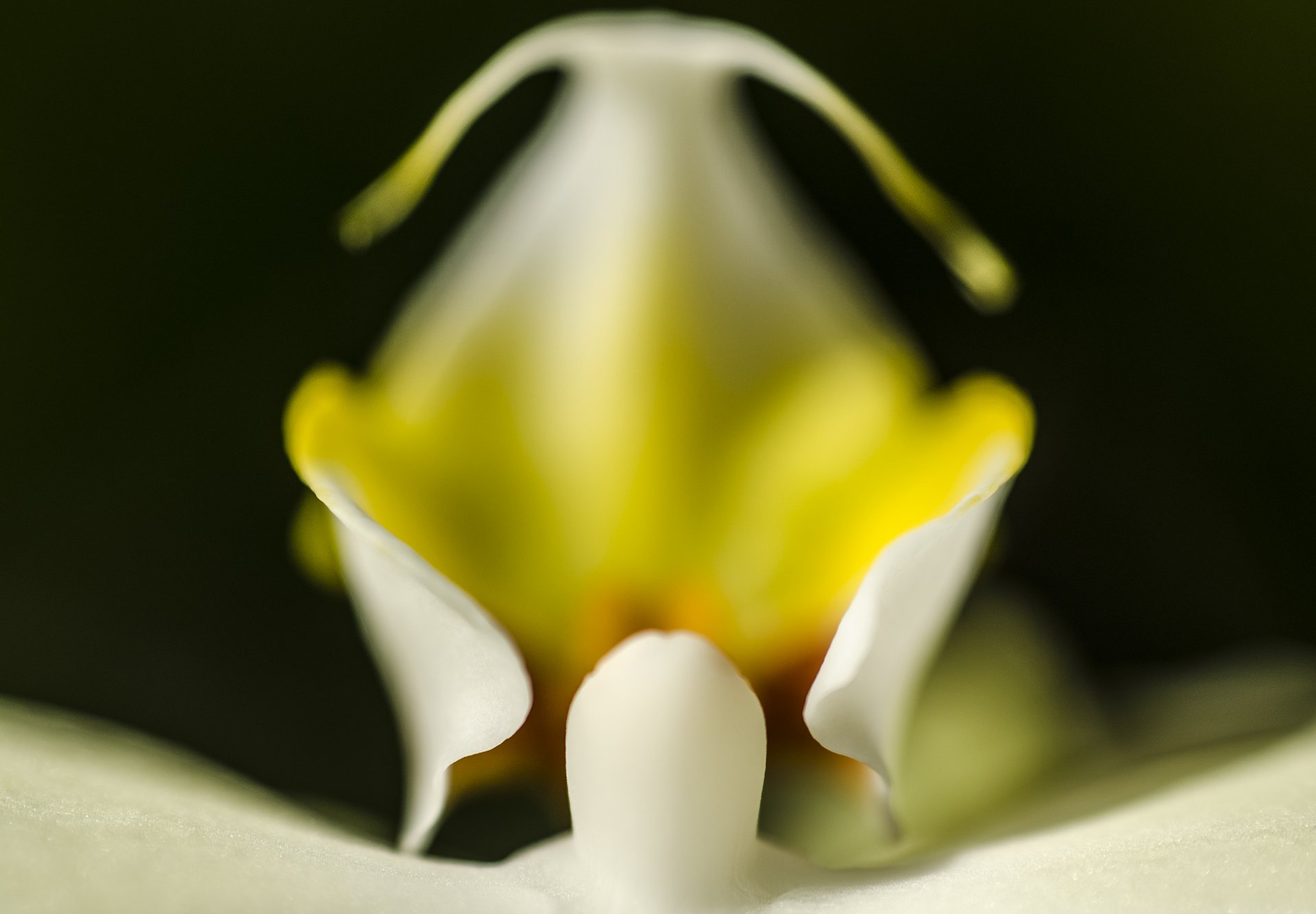 close photography by Joanna Potepa