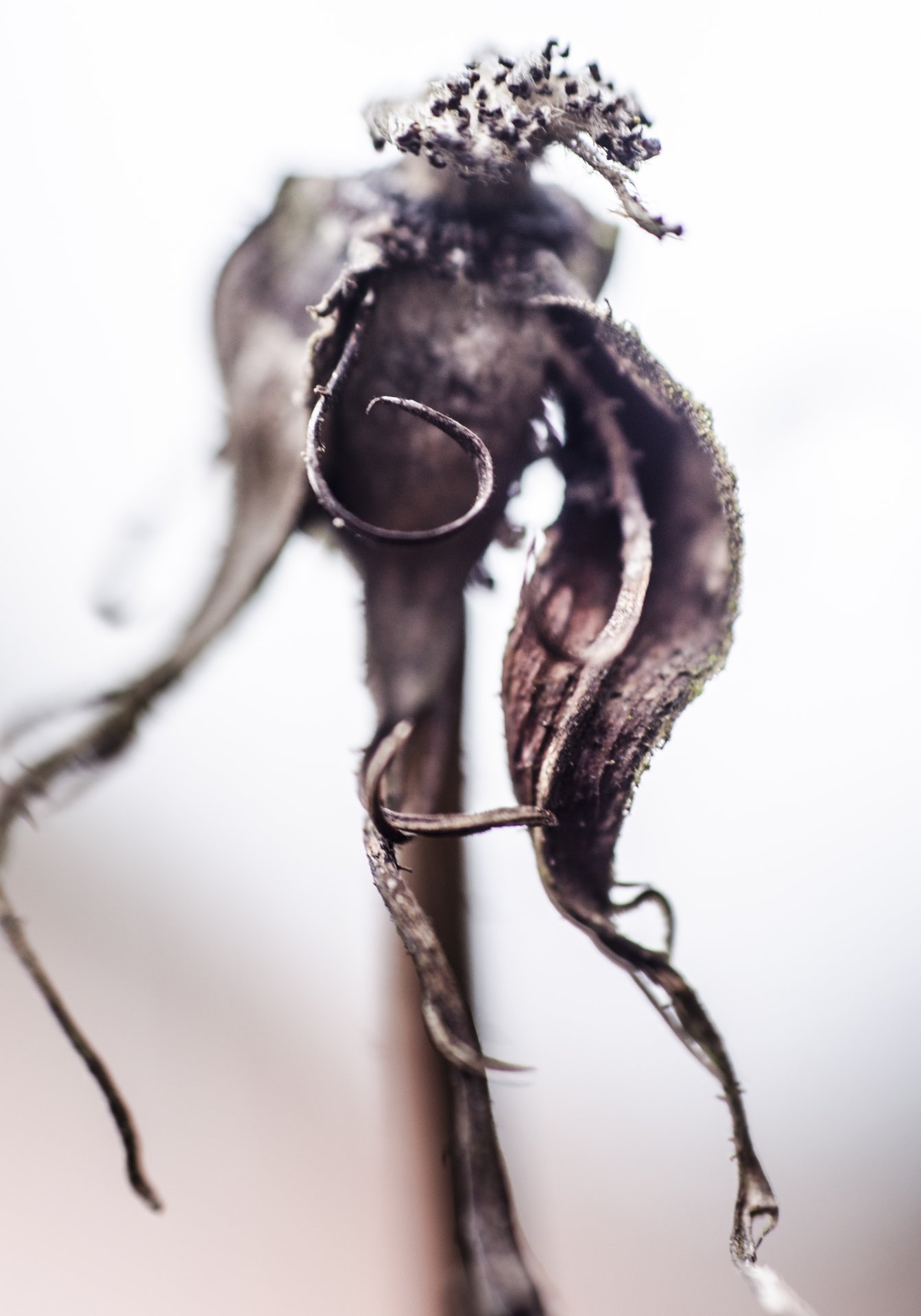 close photography by Joanna Potepa
