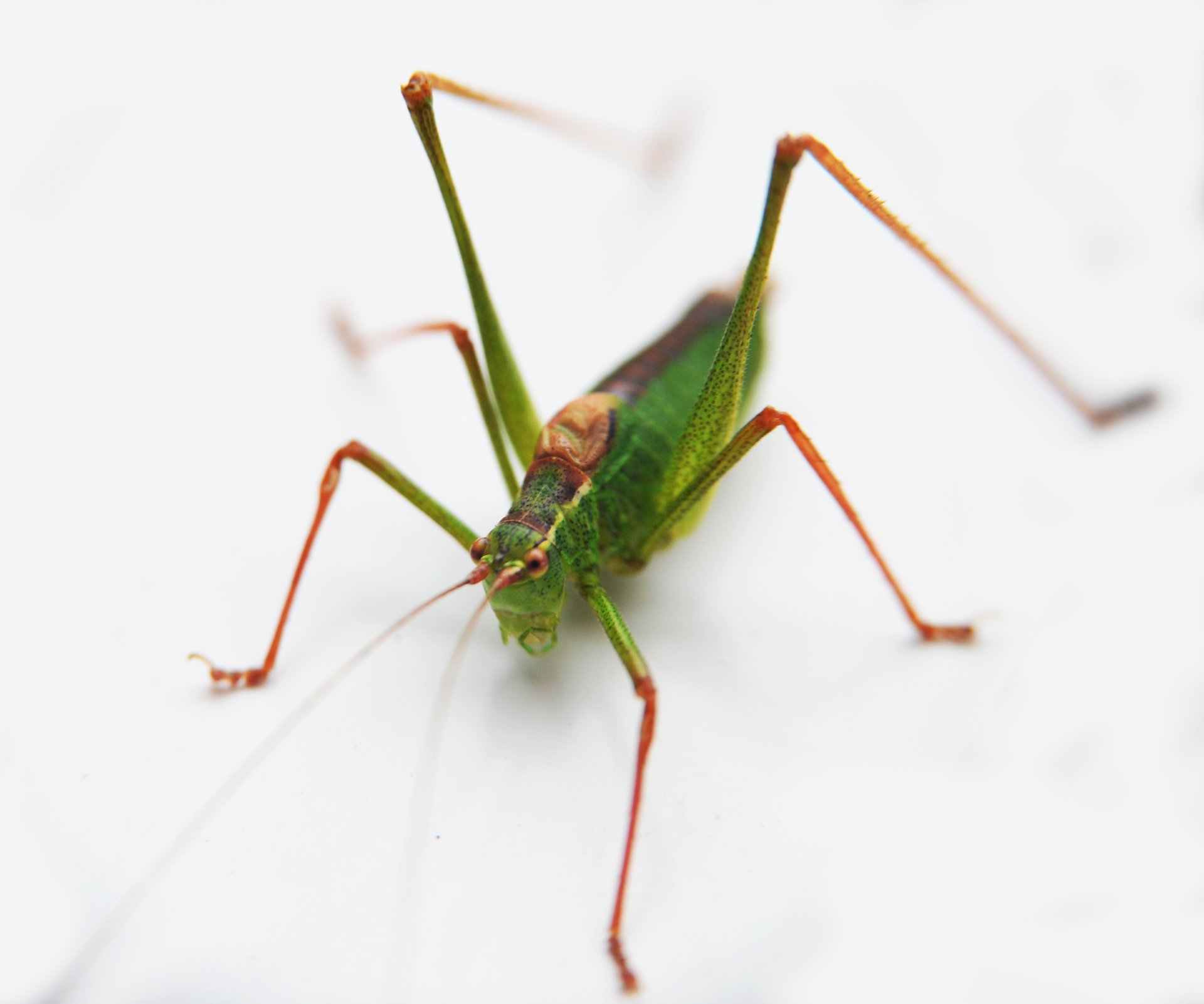 close photography by Joanna Potepa