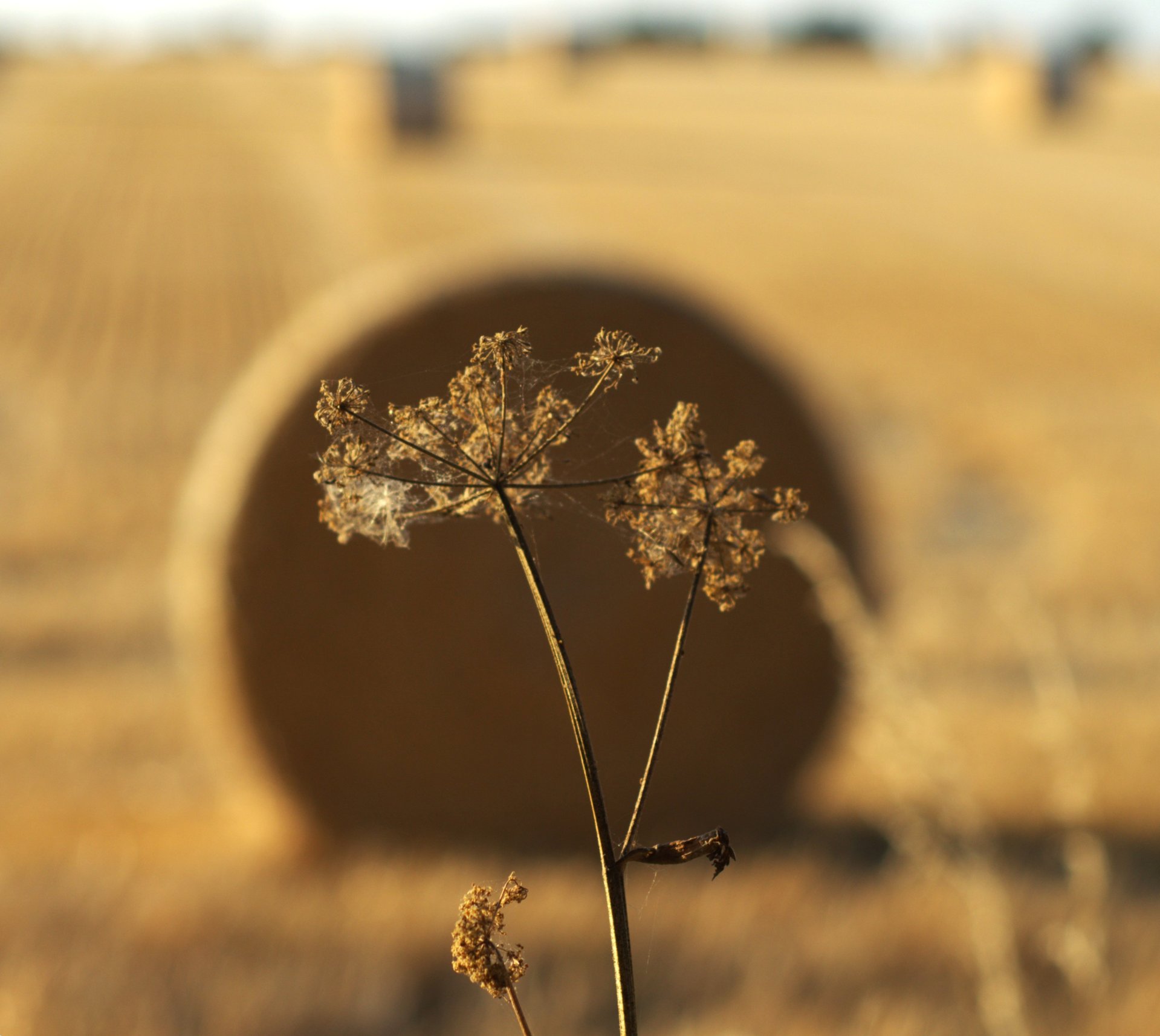 field photography by Joanna Potepa