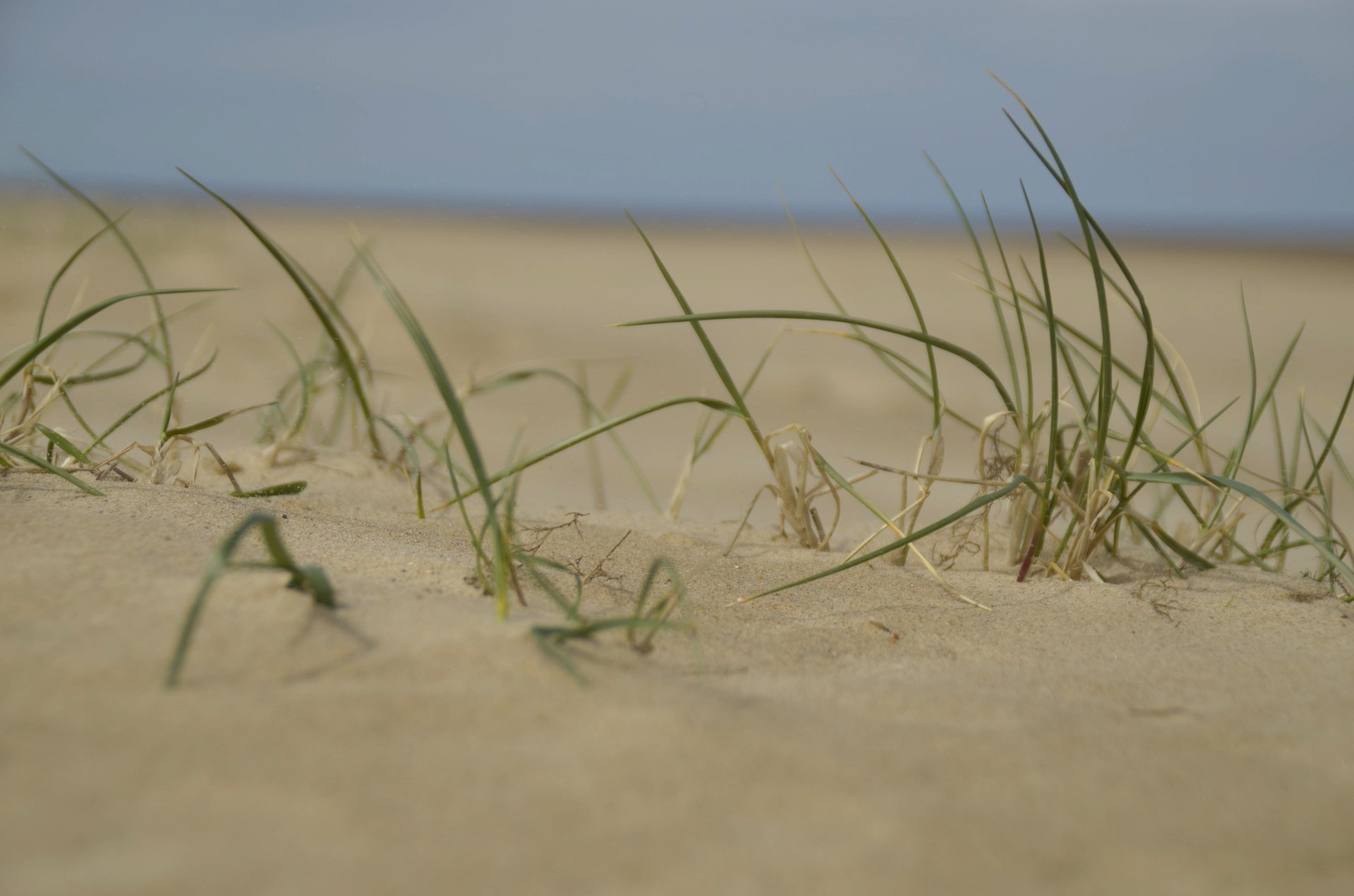 field photography by Joanna Potepa