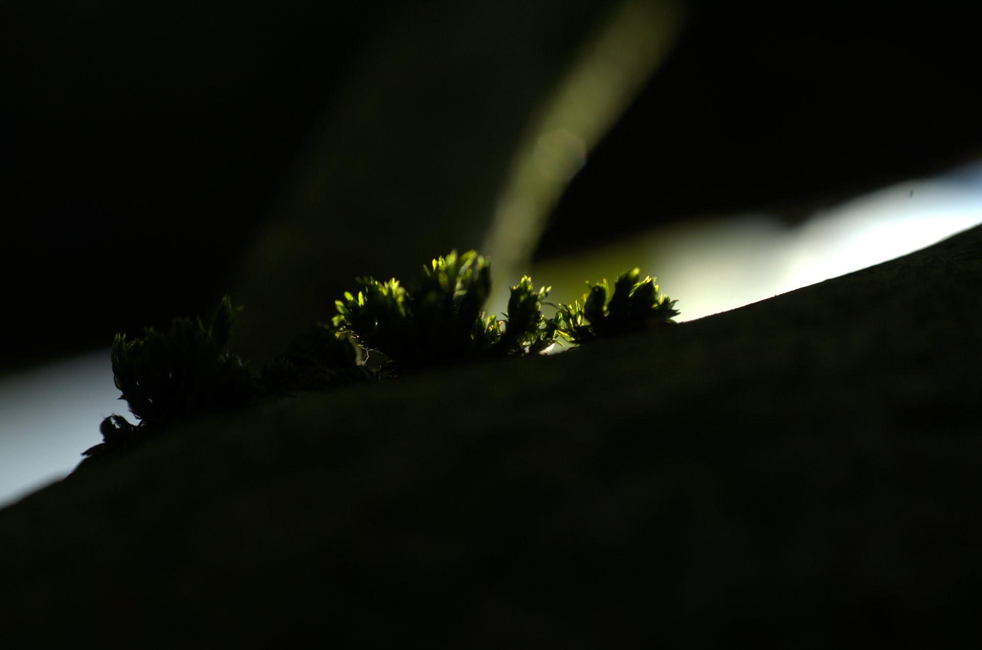 light photography by Joanna Potepa