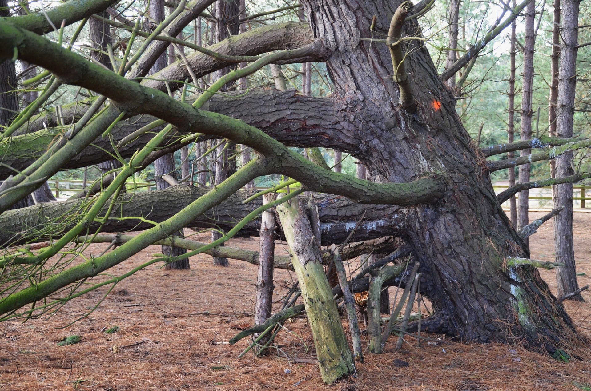 structure photography by Joanna Potepa